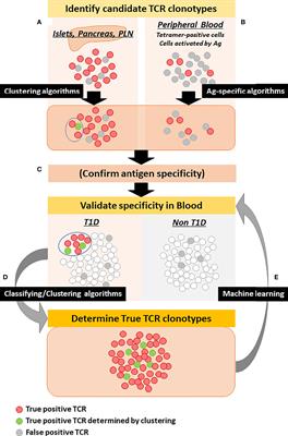 Using the T Cell Receptor as a Biomarker in Type 1 Diabetes